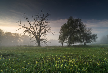 Fototapeta premium foggy morning in the park. old trees landscape
