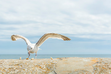 Mewy © Konrad Kerker