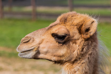 camel relaxing in a green grass meadow