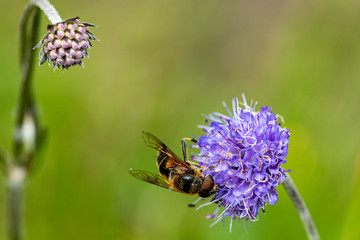 Mimic bee collecting pollen from a wild purple flower