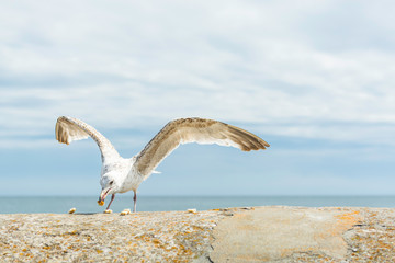 Mewy © Konrad Kerker