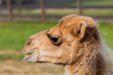 camel relaxing in a green grass meadow