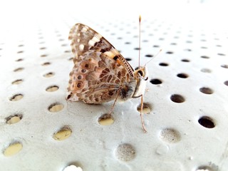 butterfly on black background