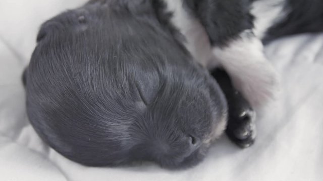 Sleeping puppy breed Yorkshire Terrier breed on white background.