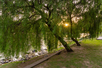 Scene view of a green weeping willow tree next to the riverside in Santa Rosa de Calamuchita, Cordoba, Argentina
