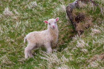 Lamb on mykines