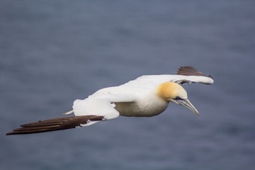 Gannet on mykines