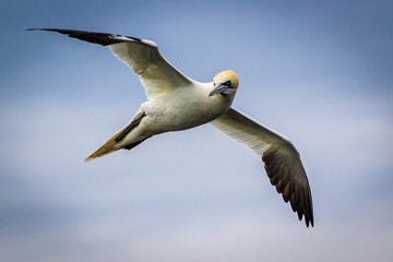 Gannet on mykines