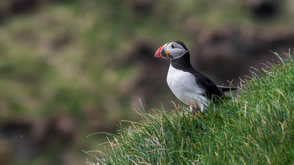 Puffin on Mykines