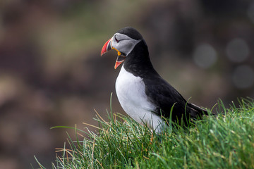 Puffin on Mykines