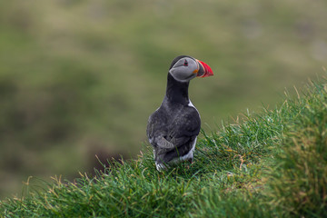 Puffin on Mykines