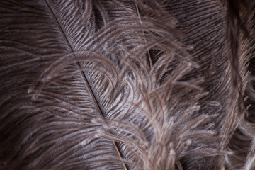 Gray feather