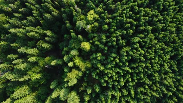Flying down above Lush Green Forest. Drone view of Nature Background. Conifer and Deciduous trees.