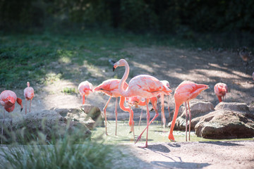 American flamingos group of pink birds in a pond. - Powered by Adobe