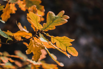 maple leaves in autumn