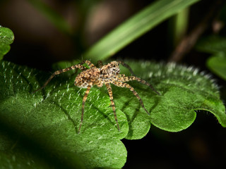 spider on leaf