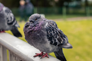pigeon