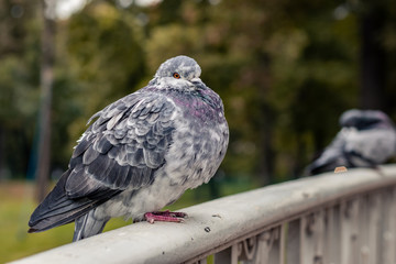 motley pigeon