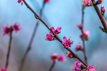 branch of tree with flowers
