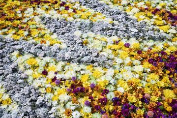 Fototapeta na wymiar Autumnal flowers background. A carpet of colorful flowers. View from above. Holiday backgrou