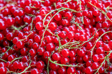 ripe juicy red currant berries close-up, background. horizontal photo.