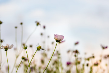 wild flowers in field 