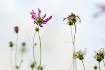 wild flowers in field 