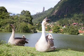 Gooses near a lake