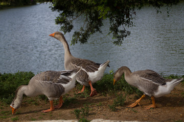 Naklejka na ściany i meble Gooses near a lake