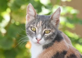portrait of a cat, cat looking at camera