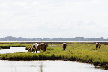 horses eating in marsh field