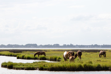 horses eating in marsh field
