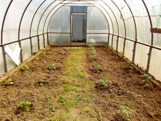 plants in greenhouse