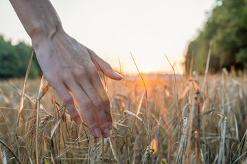 A woman's hand touches the ears of wheat in a wheat field at sunset against the sky