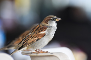Sparrow standing on a chair, isolated