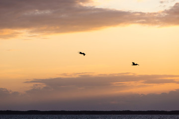 Fototapeta na wymiar two brown pelicans flying sunset sky