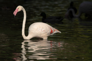White flamingo with pink beak walking in the water