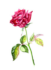 Maroon rose with stem and leaves, watercolor drawing on a white background, isolated.
