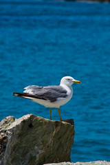 Angry seagull on a rock