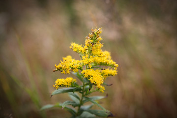 Obraz premium Yellow wild flower growing in the grass, Yellow plant