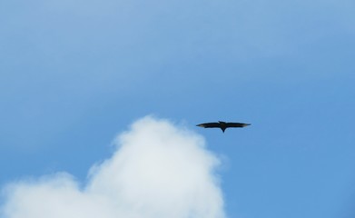 Bird flying on blue sky background
