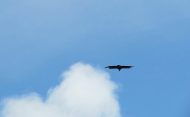 Fototapeta na wymiar Bird flying on blue sky background