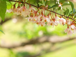 アカバナエゴノキの花