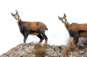 wild chamois goat isolated on white background.