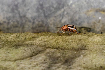 Colorado potato beetle Leptinotarsa decemlineata crawling on a stone wall in a garden