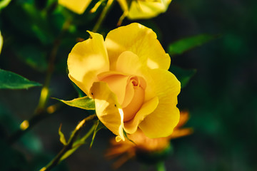 yellow rose on a green background