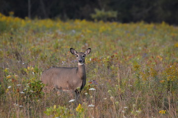 White Tailed Deer doe