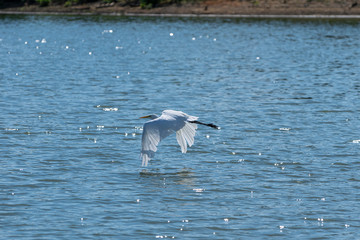 Great White Heron flying low over water