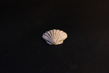 closeup of a seashell on a black background