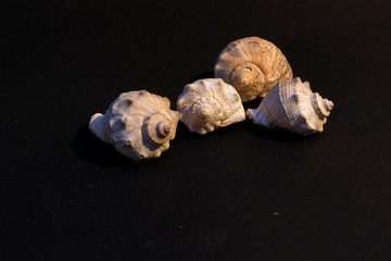 scattering of small seashells on a black background